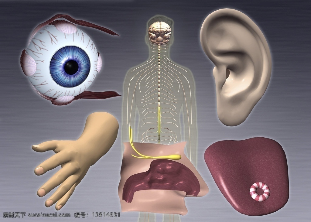 人体五官 人体器官 眼球 瞳孔 手 耳 脑 3d器官 人体研究 医学器官 人体解剖 医学器官图鉴 医疗护理 现代科技