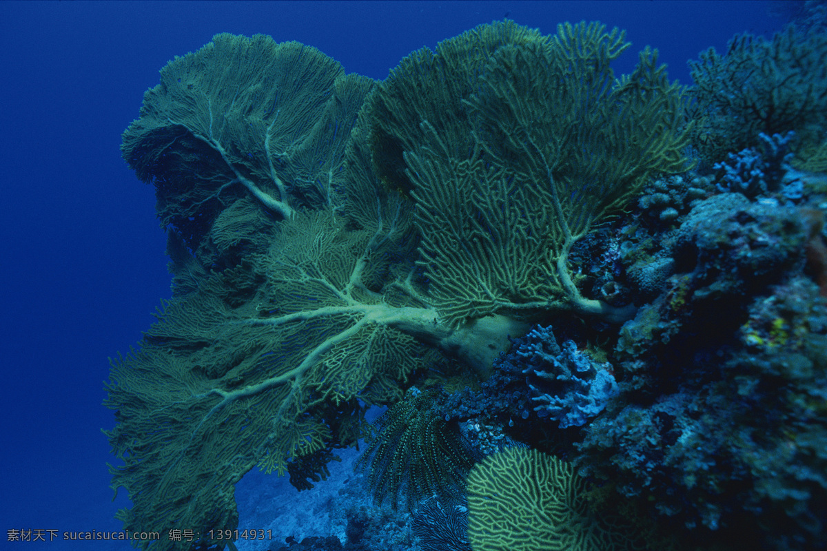 海底世界 海底乐园 海底游鱼 海底背景 海洋生物 美丽海洋 梦幻海底 海底鱼群 海底阳光 观赏鱼 游鱼 潜水 水下摄影 海底 海鱼 珊瑚 海洋 海草 大海 海水 鱼 小鱼 鱼群 鱼类 生物世界