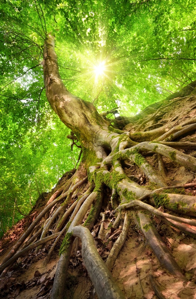 阳光森林 森林 植被 绿色森林 原始森林 绿色 阳光 光线 树林 树 间隙 植物 风景 自然景观 自然风景