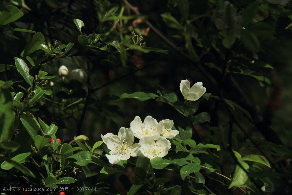 蔷薇花
