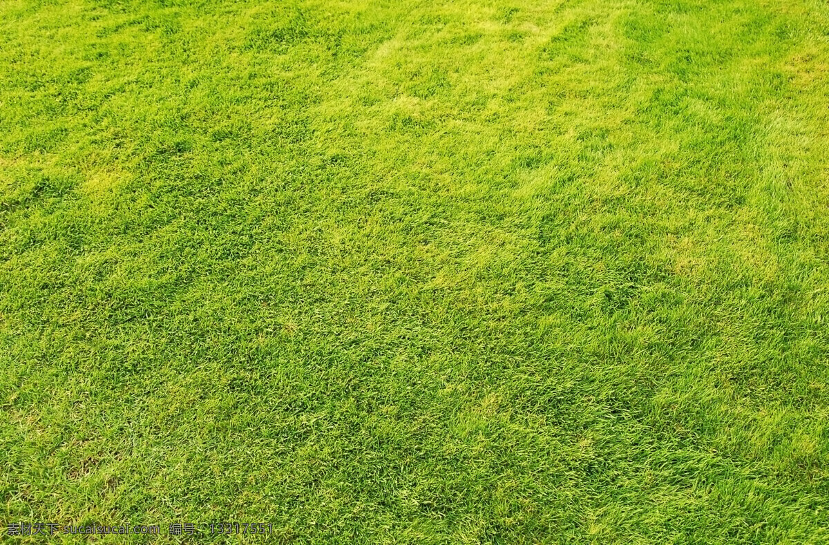 绿 草地 小草 特写 高清 背景图 草 草丛 草原 高清图片 环境 绿草 绿草地 田野 田园 杂草 野草 风景 生活 旅游餐饮