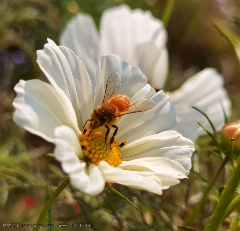 蜜蜂 鲜花图片 鲜花 自然风光 蜜蜂采蜜 风景 生物世界 花草