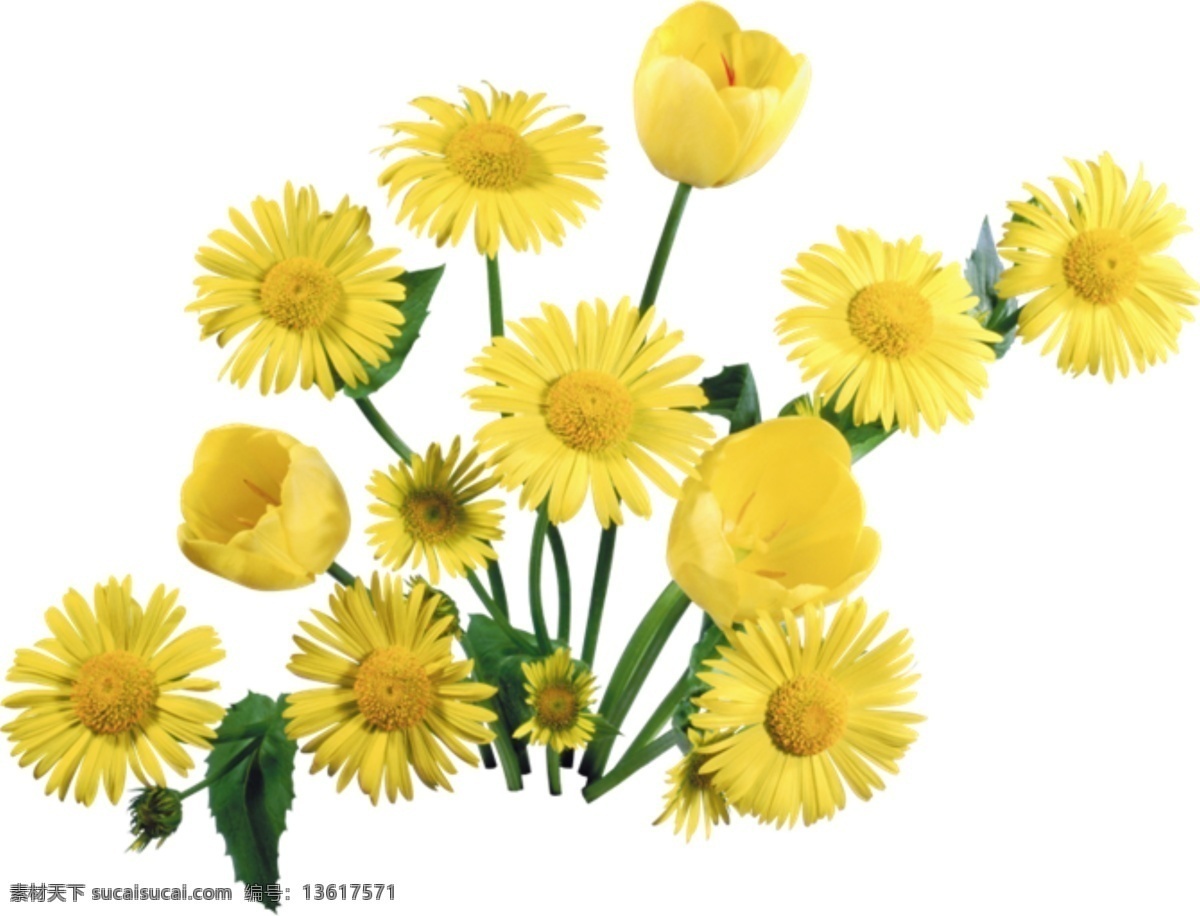 金盏花 免 抠 花朵 阳光 向日葵 黄色 金色 花开 花落 绿色 叶子 花骨朵 花苞 绿植 清新 健康