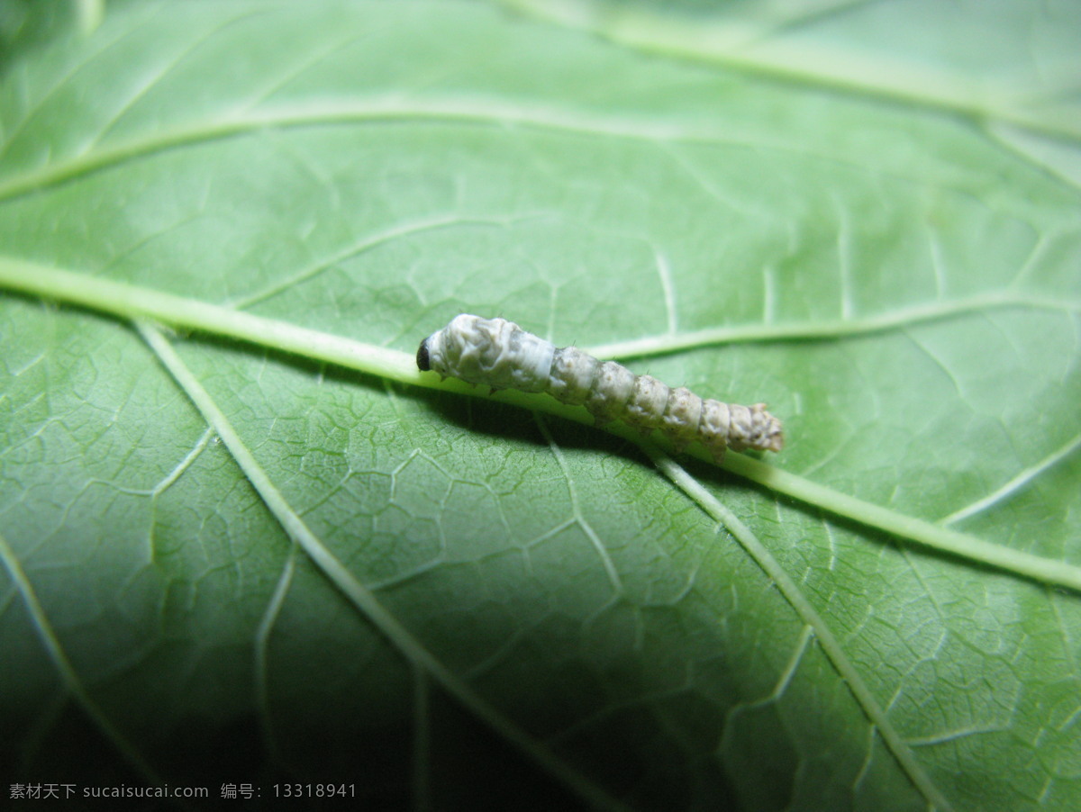 蚕宝宝 昆虫 生物世界 春蚕 桑叶