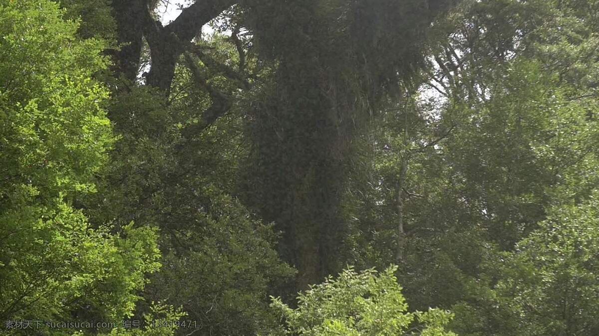 jungle 烟雨 景观 自然 森林 雨 树 植物 木材 热带的 天气 下雨 伍兹 林地 朦胧 生态系统 生态学 小雨 降雨量