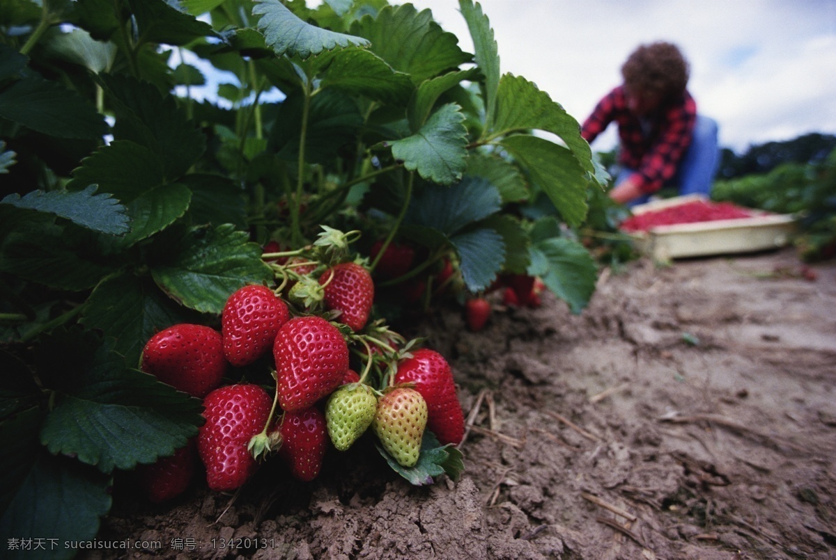 草莓免费下载 餐饮美食图库 草莓 摄影图 新鲜水果 风景 生活 旅游餐饮