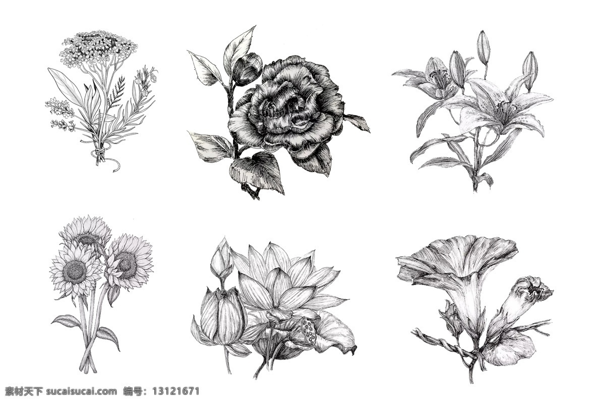 花朵 植物 花 玫瑰 素描 菊花 鲜花 分层