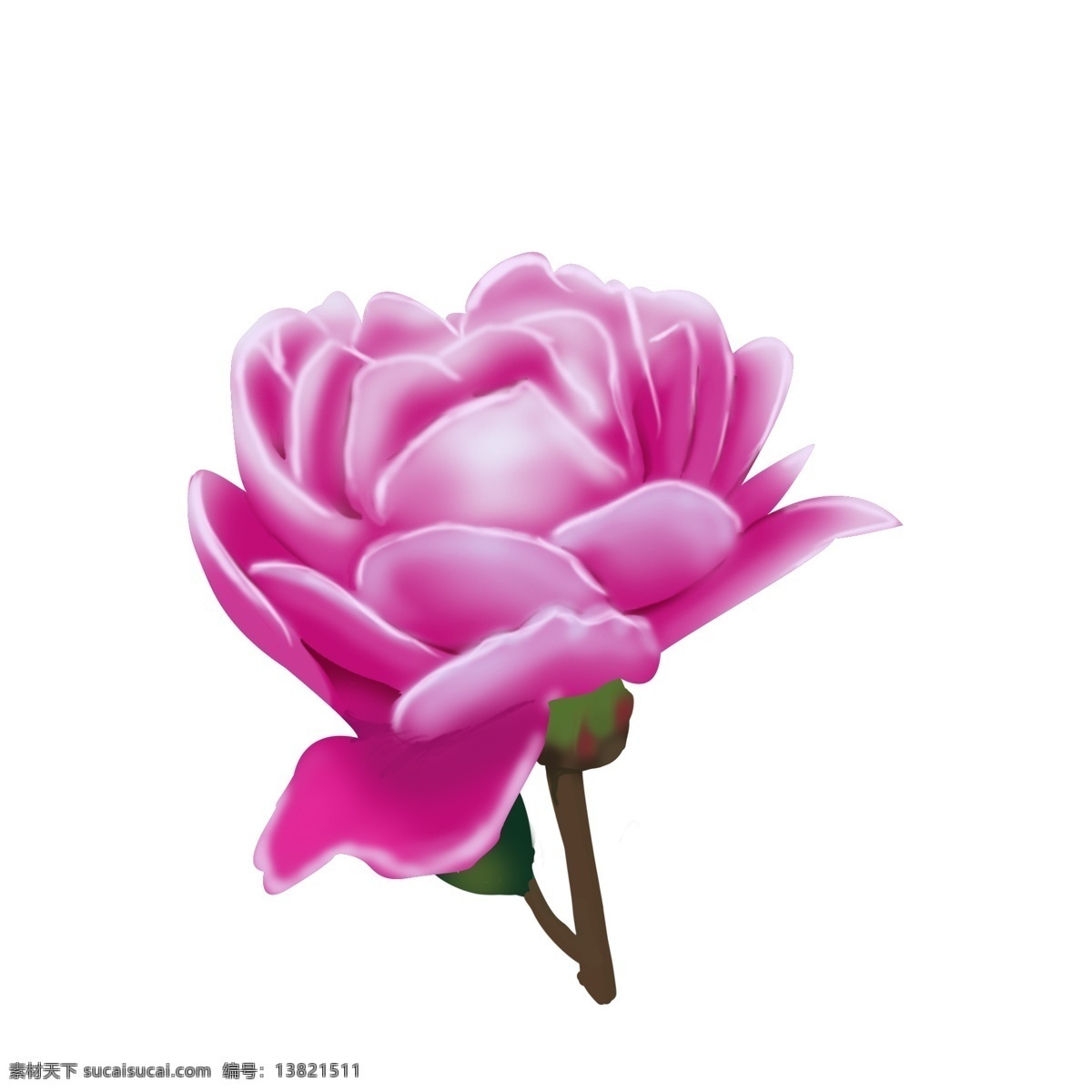 手绘 艳丽 商用 牡丹花 植物 花卉 淡紫色 装饰图案 可商用