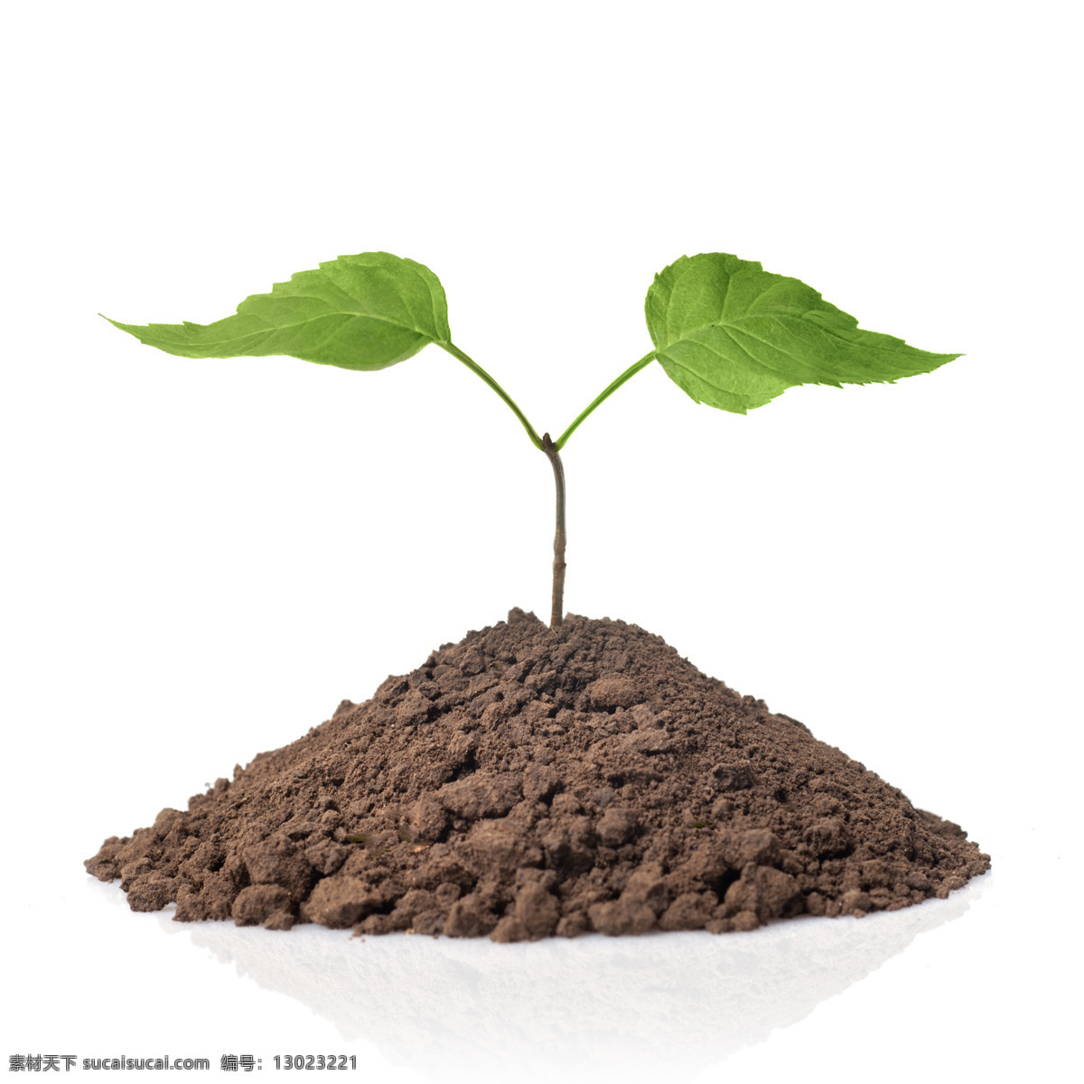 土堆 生长 绿色植物 苗 种苗 幼苗 保护 环境 环保 绿化 教育 文教 树苗 花苗 小草 幼小 种植 摄影图片 生物世界 花草
