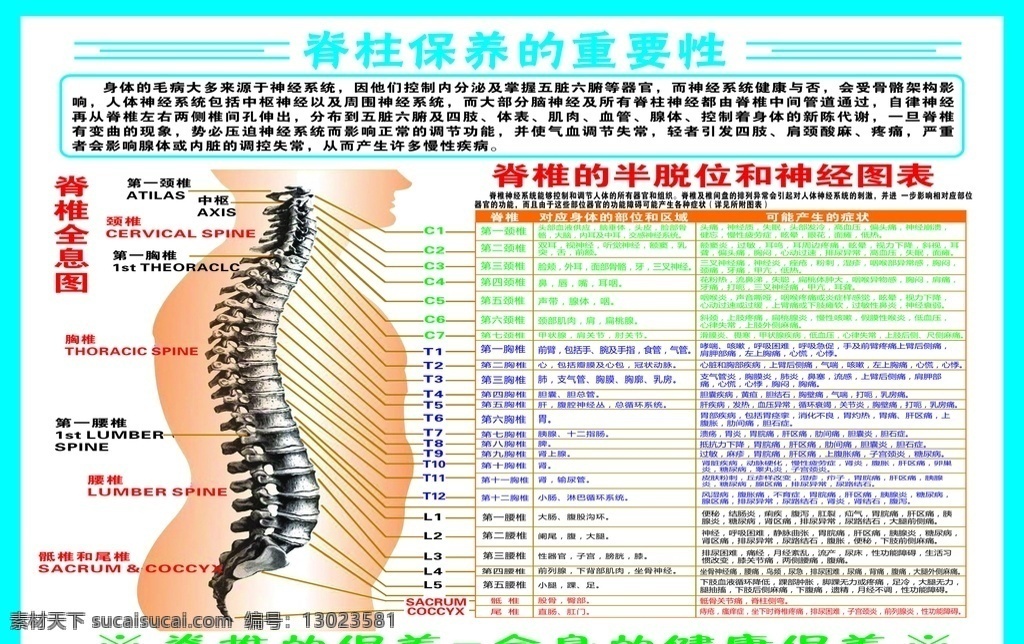 脊柱保养 脊柱神经图表 脊柱全息图 脊柱部位 文字未转曲