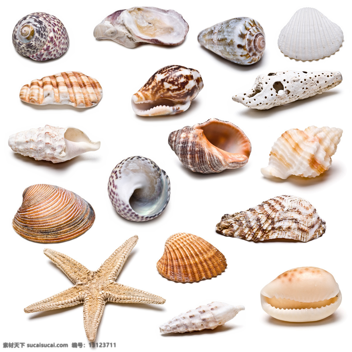 海产品素材 海星 海阁 创意贝壳 贝壳 贝壳素材 贝壳摄影 个性贝壳 装饰品 水中生物 生物世界 白色