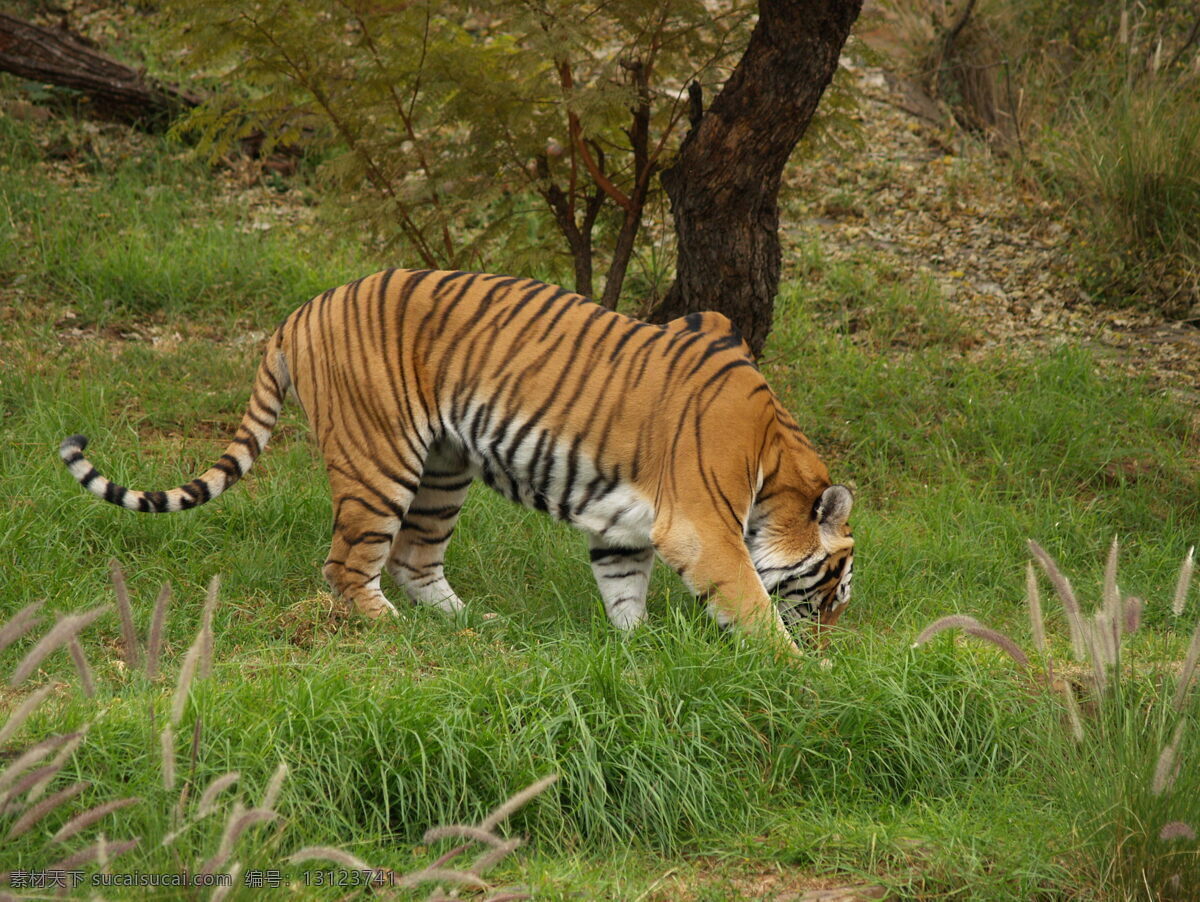 老虎 猛虎 野生动物 动物世界 动物摄影 陆地动物 生物世界