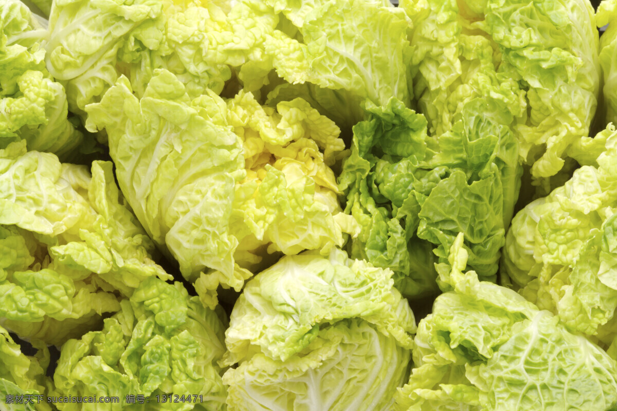 白菜 超市蔬菜 健康生活 健康饮食 绿色生活 生物世界 蔬菜 新鲜白菜 白菜底图 白菜名片背景 白菜背景 新鲜蔬菜 菜篮子 水果蔬菜 蔬菜批发 风景 生活 旅游餐饮