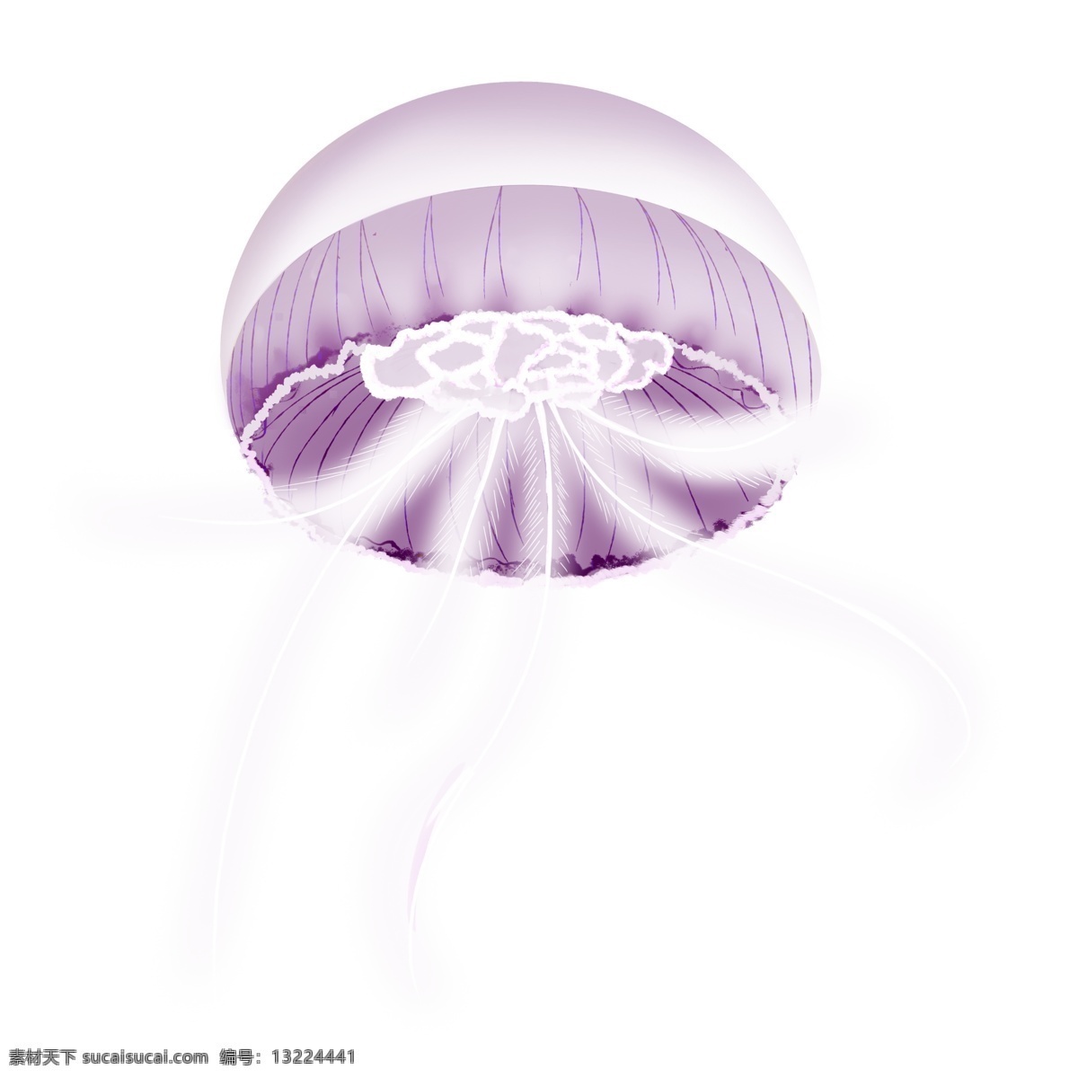 紫色水母动物 动物 水母 紫色