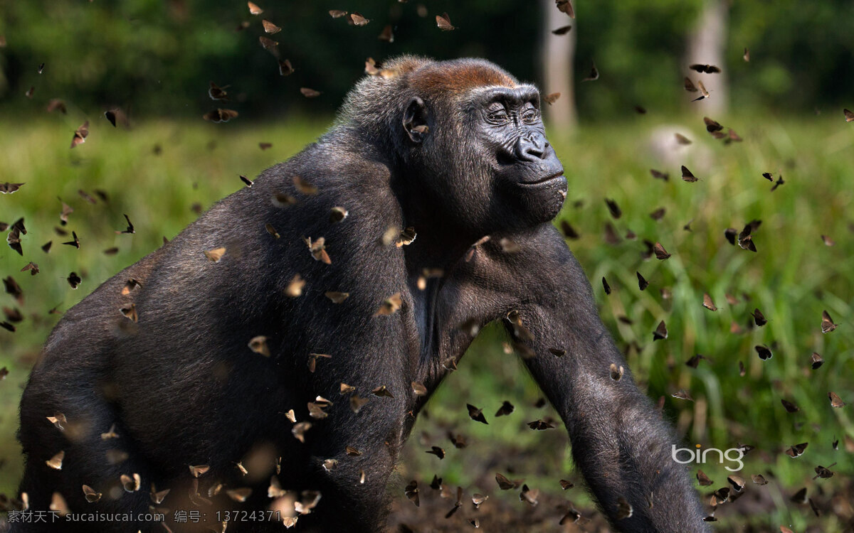 大猩猩 非洲 动物 生物 毛发 猿人 恐怖 黑猩猩 可爱 野生动物世界 野生动物 生物世界