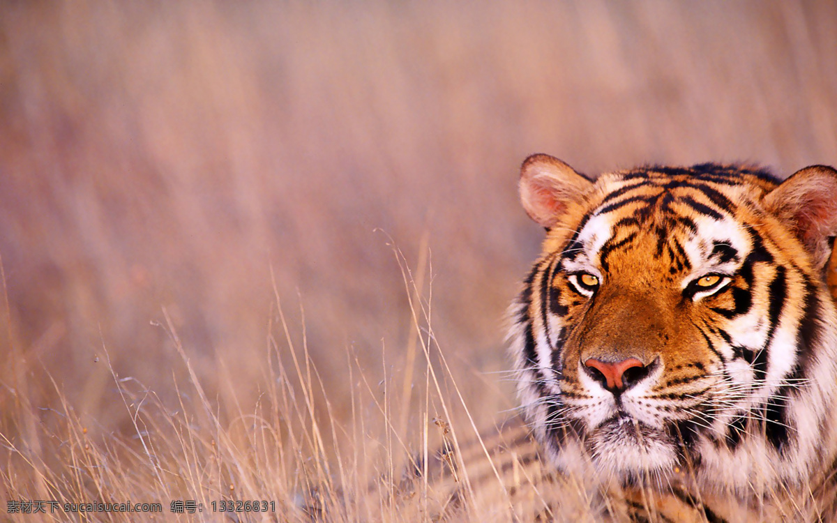 生物 动物 野兽 猛兽 老虎 东北虎 亚洲虎 tiger 生物世界 野生动物