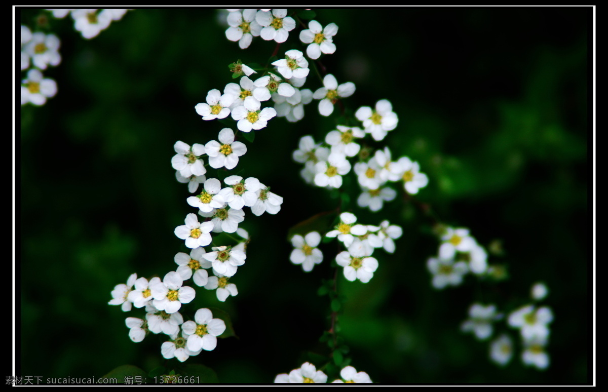 小花 白色 春天 嫩芽 茂盛 花草 生物世界 黑色