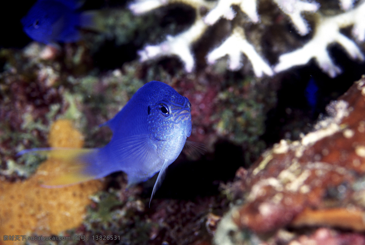 全球 首席 大百科 海底 珊瑚 深海 生物 鱼 生物世界