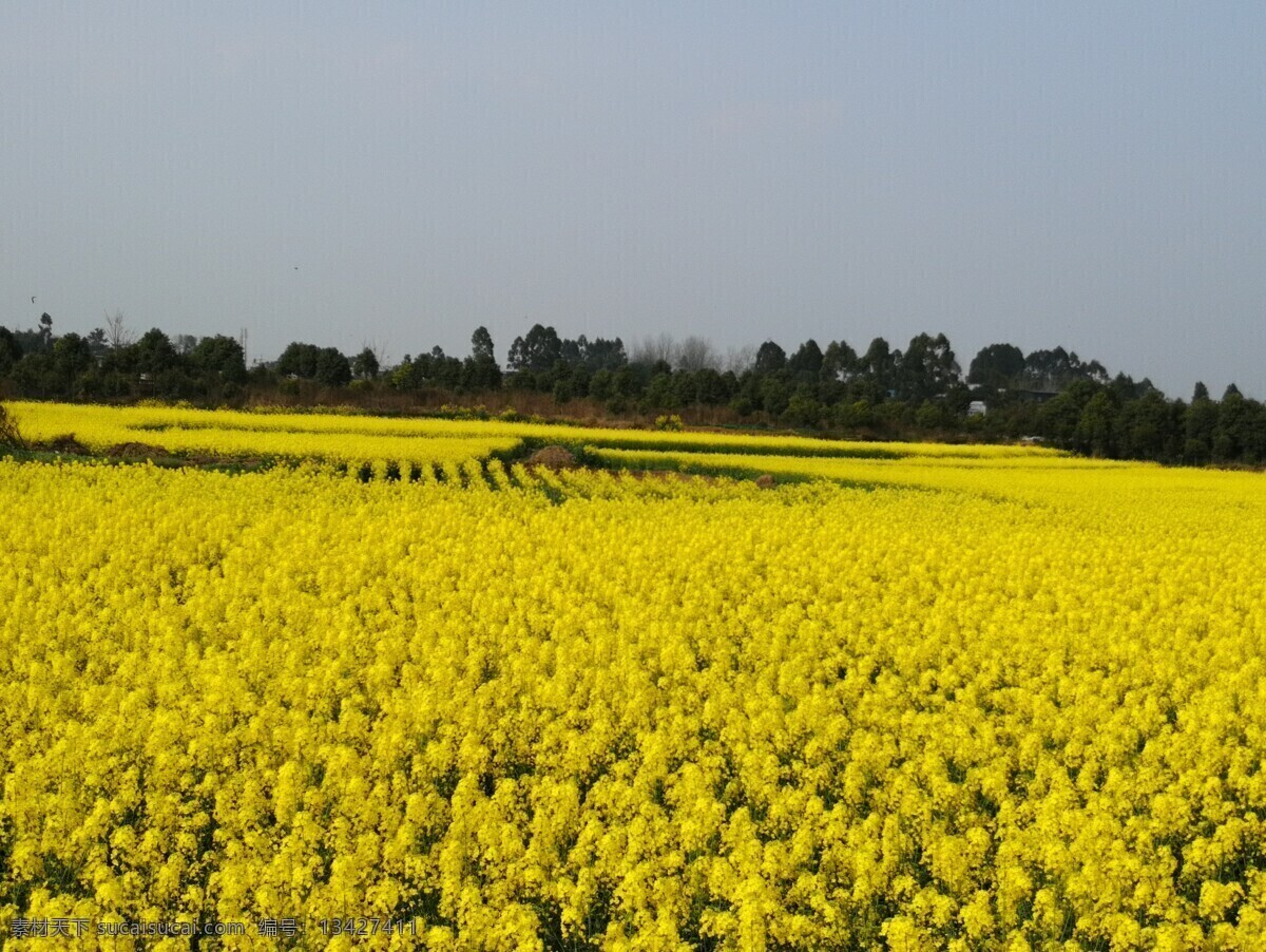 油菜花 田地 植物 花 美景 金黄 田野 油菜 油 自然景观 自然风景