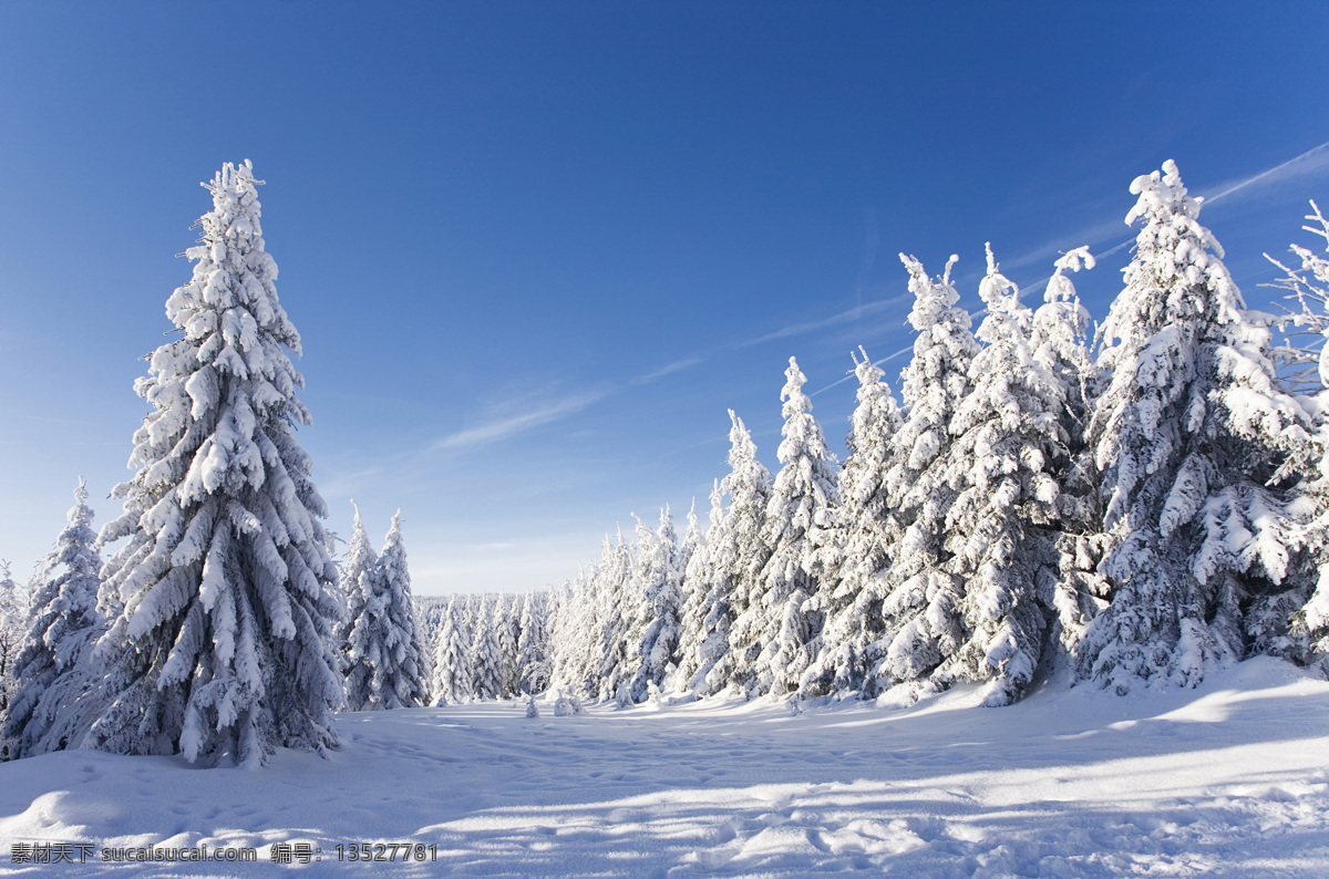 美丽 树木 雪地 风景 雪地风景 树木风景 冬天树林雪景 冬天雪景 冬季风景 美丽风景 自然风景 自然景观 蓝色
