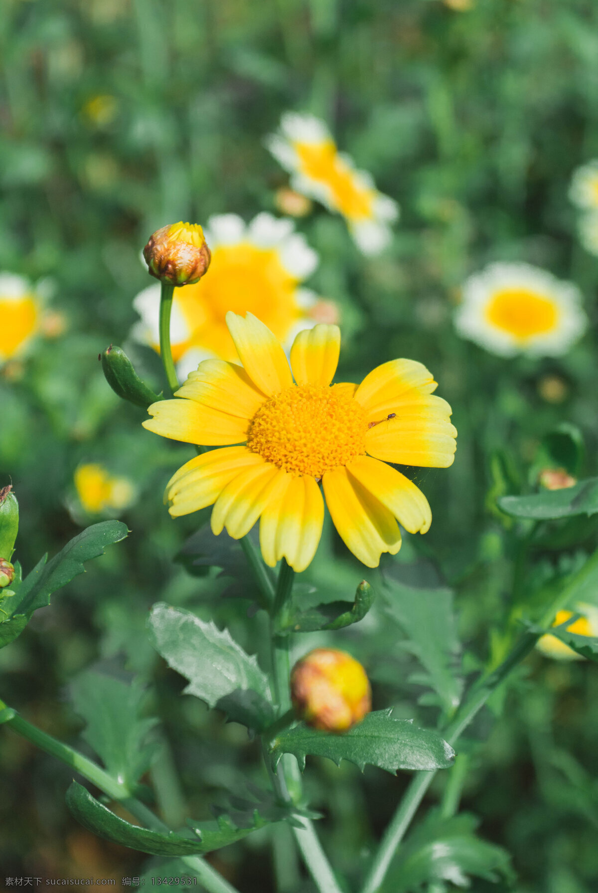 向日葵 花商 背景 图 花 植物 鲜花 花朵 文艺 商用