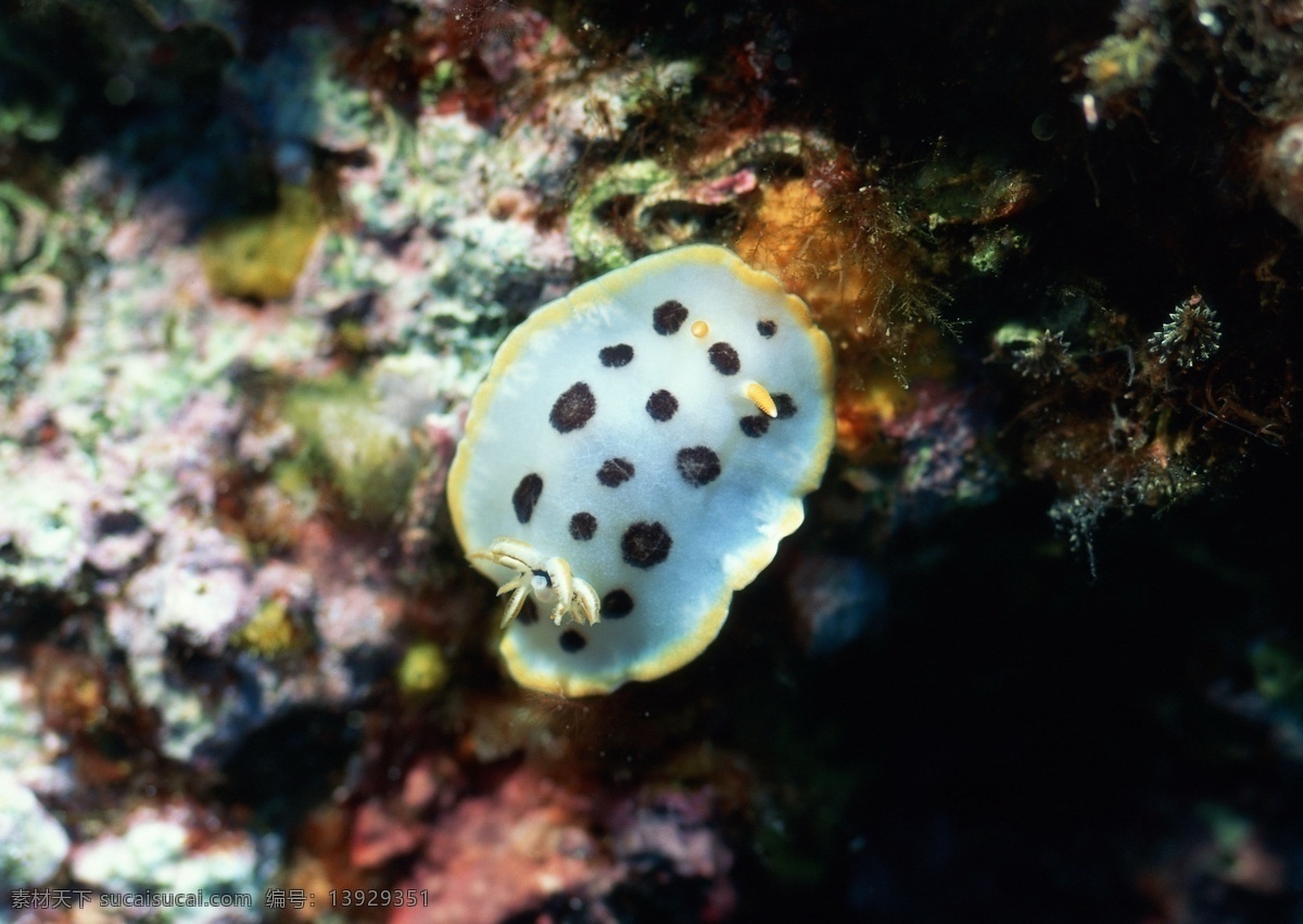 海洋生物 蓝色海洋 海底鱼类 海水 海底鱼群 珊瑚 海藻海草 海底摄影 海底世界 海底生物 海洋世界 海底奇观 图素动植物类 生物世界