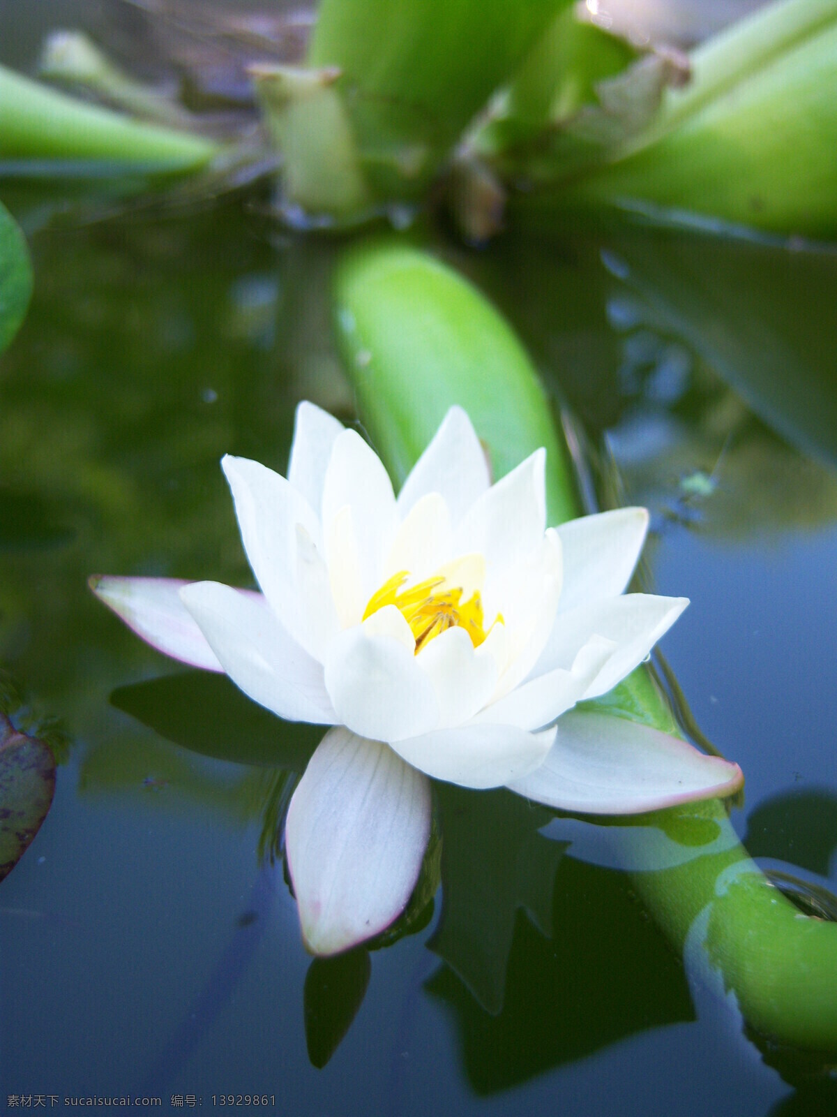 荷花免费下载 池塘 荷花 植物 水 风景 生活 旅游餐饮