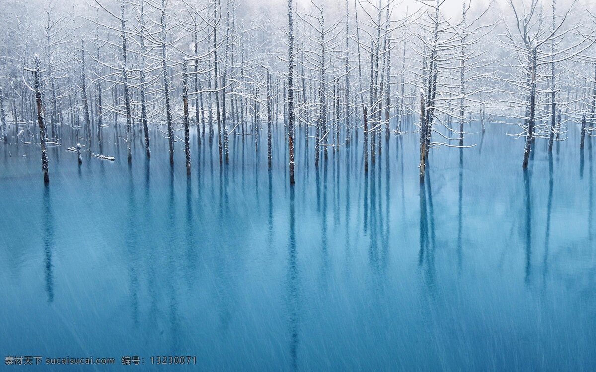 冬天 树林 背景 冬季 冬日 雪景 风景 生活 旅游餐饮