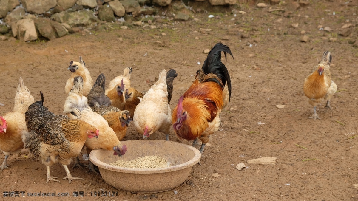 公鸡 母鸡 家禽类鸡 吃食中的鸡 饲养的鸡 家禽类 畜牧类 生物世界 家禽家畜