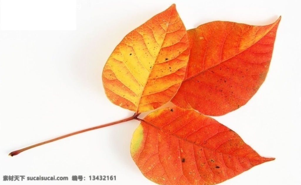 树叶 自然 花纹纹饰 标志图标 其他图标
