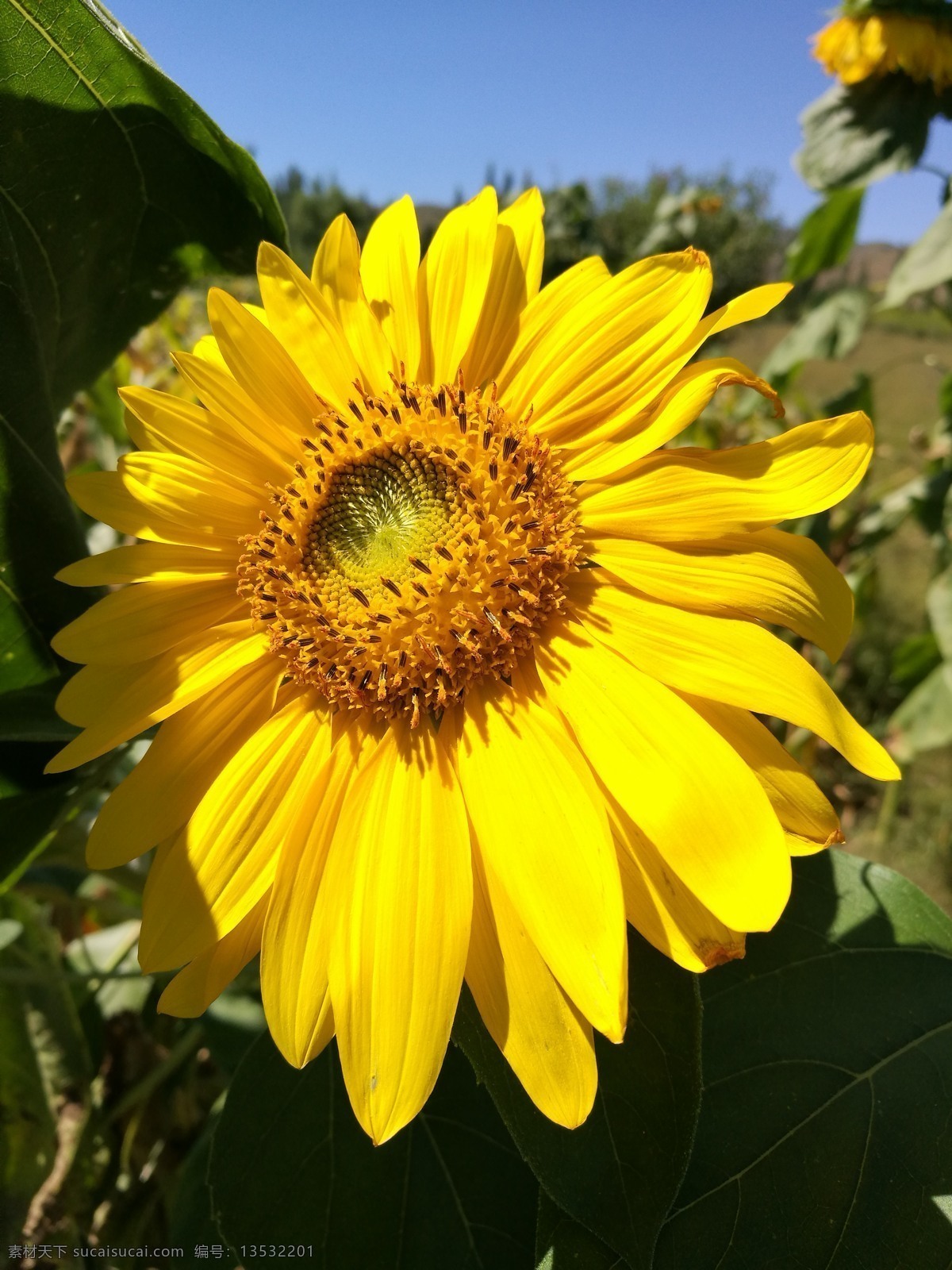 太阳花 向日葵 小花 野花 野草 植物 写真户外其他 生物世界 花草