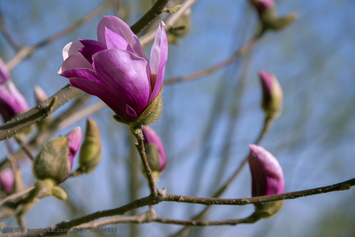 玉兰 紫色 紫玉兰 花朵 盛开 花蕊 玉兰花 花苞 含苞待放 春天 春色 春花 花草 树木 花草树木 生物世界