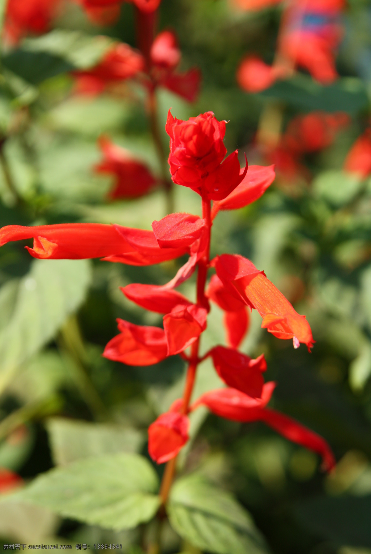 串红 花 鲜花 植物 生物 花草 生物世界