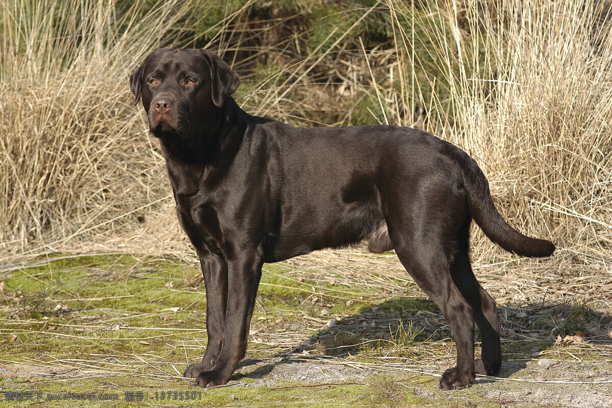 大 黑狗 小狗 犬 小狗图片 宠物狗 名贵犬种 宠物狗图片 可爱 小狗图片大全 宠物 小动物 狗狗图片 生物世界