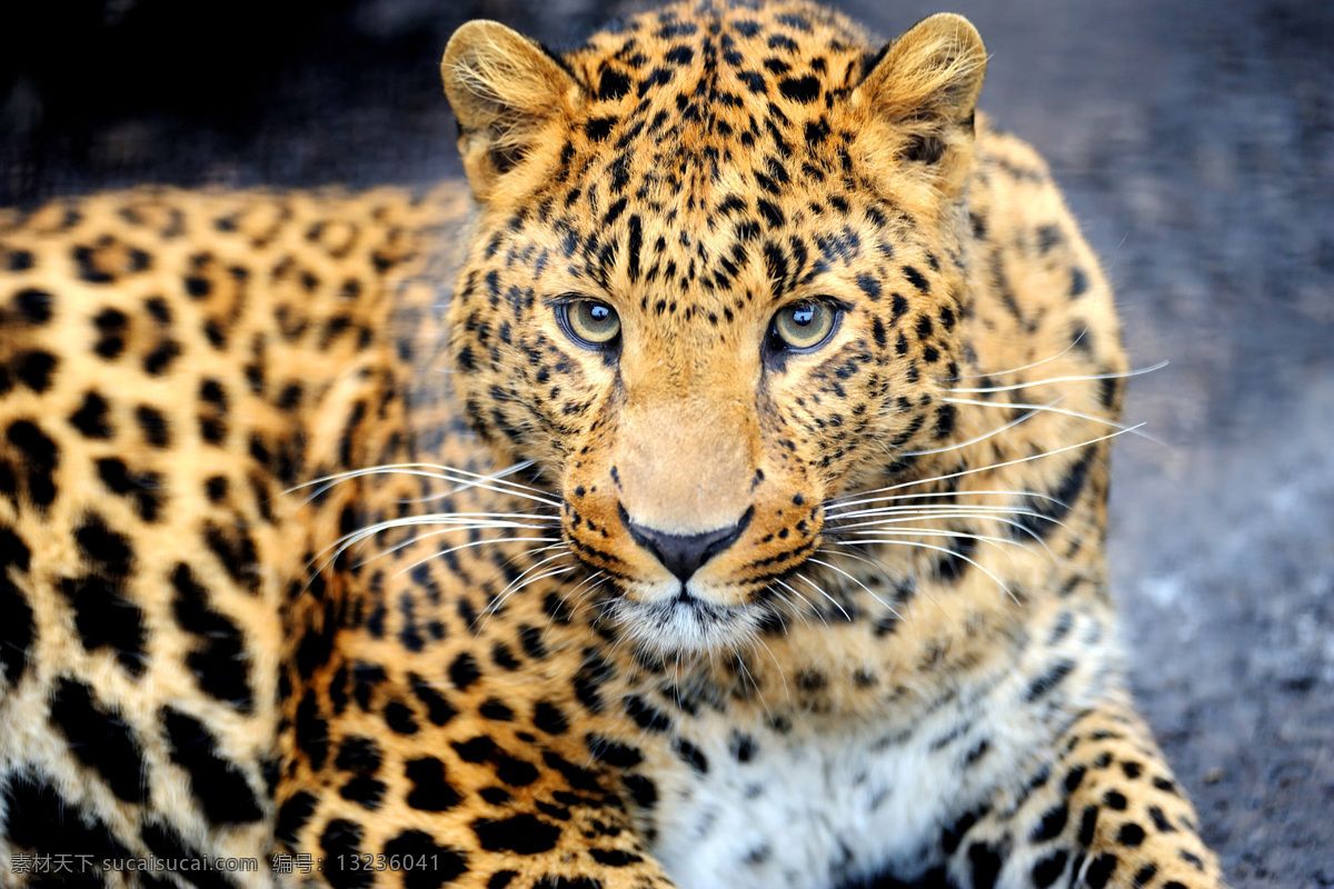 猎豹 豹子 金钱豹 动物世界 野生动物 陆地动物 动物摄影 生物世界