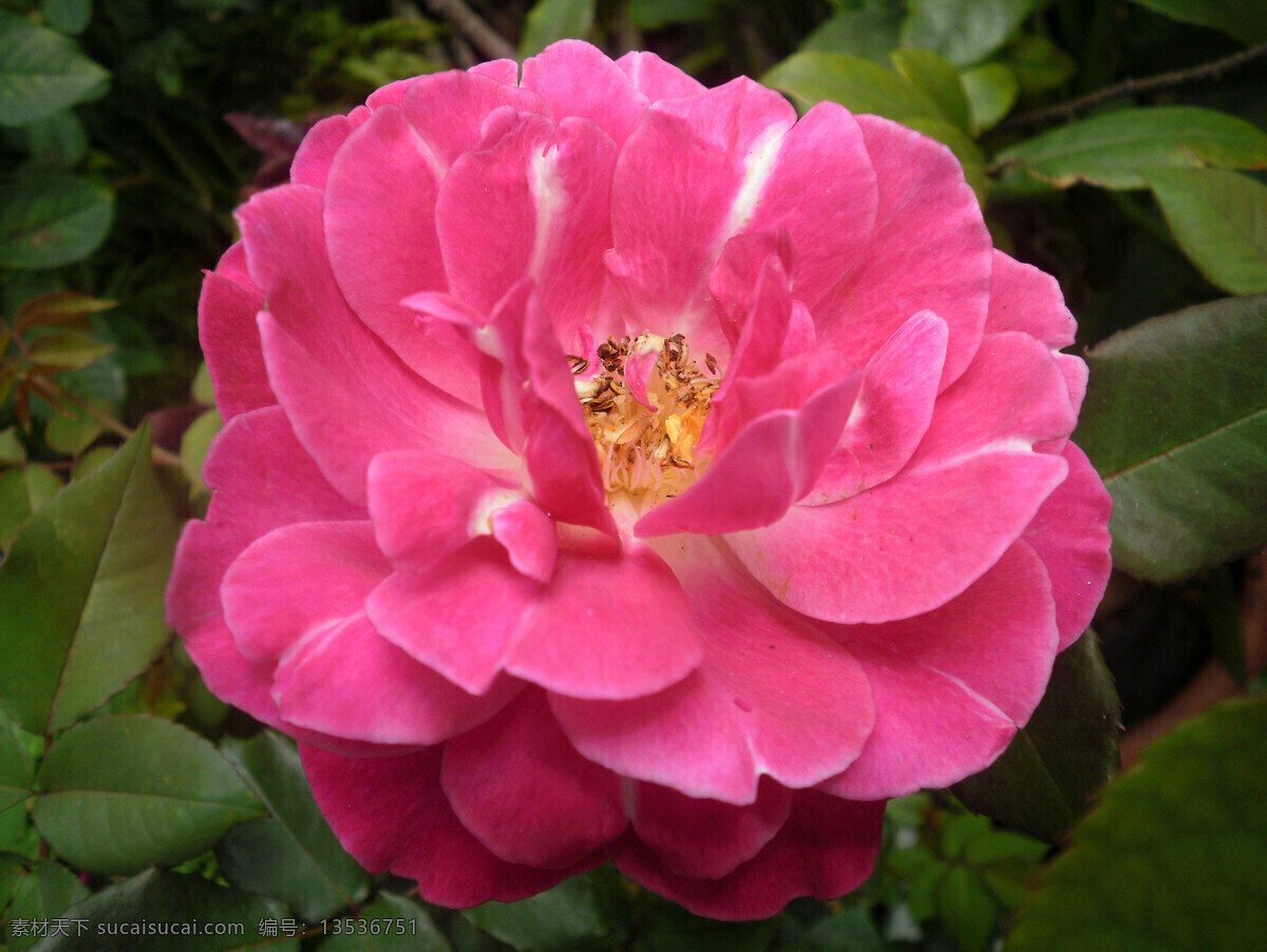 粉玫瑰 花草 花朵 花卉 花束 浪漫 露水 露珠 月季花 玫瑰花 玫瑰花特写 情人节玫瑰 玫瑰 水珠 紅玫瑰 鲜花 情人节礼物 花草高清图片 生物世界 节日素材 情人节七夕