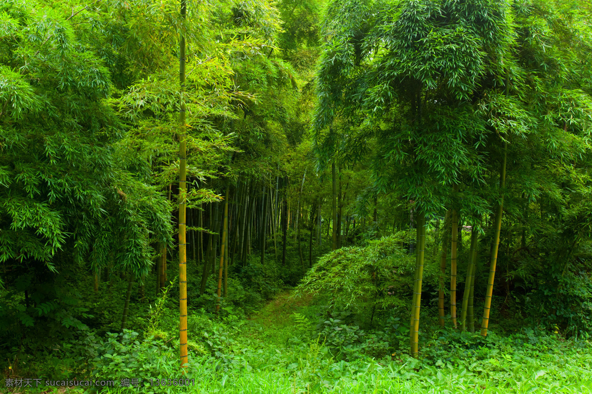 竹林风景摄影 绿竹 竹林风景 竹子 美丽竹林景色 美丽风景 自然美景 自然风景 自然景观 黑色