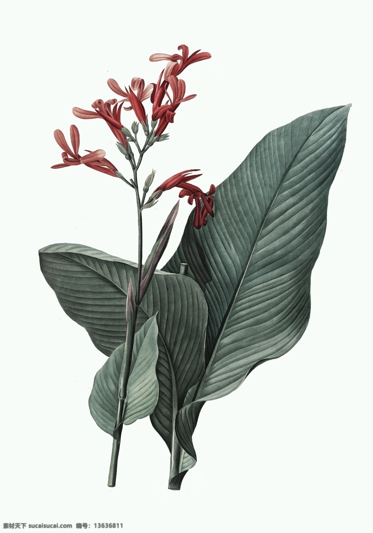 贝拉 贝罗 装饰画 暗香 原稿 贝拉贝罗 经典 植物 国外 素格 艺术微喷 高清 印刷 大图 手绘 花草 生物世界
