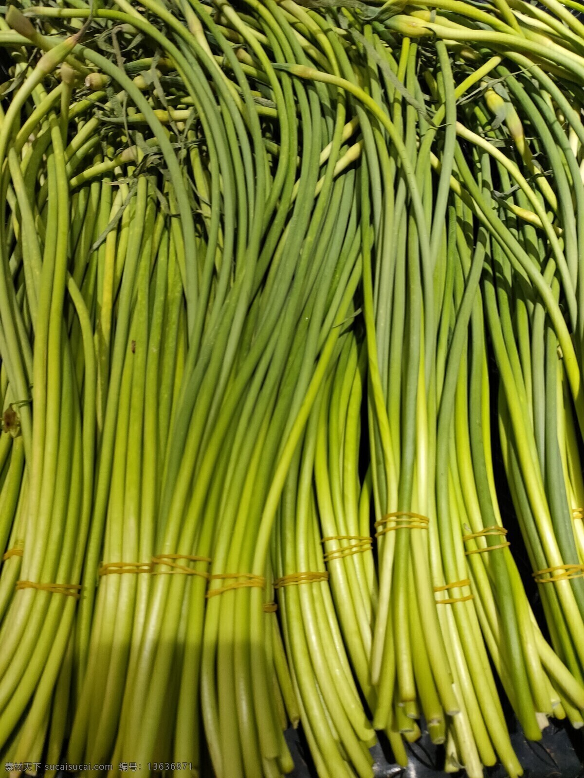 蒜薹 蔬菜 新鲜 食品 绿色 农业 青菜 植物 素食 维生素 有机蔬菜 菜叶 瓜 蛋 鸡蛋 生物世界