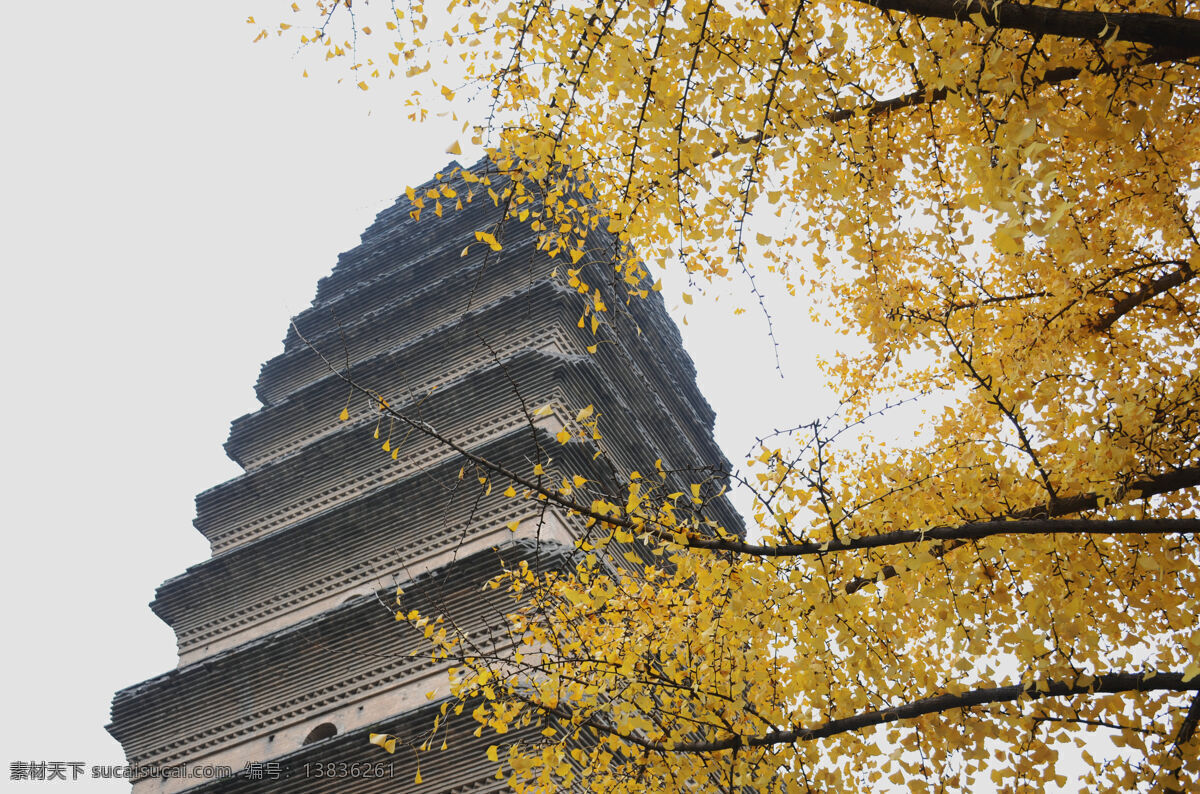 小雁塔 西安小雁塔 秋天 银杏树 园林 历史 陕西旅游 西安 建筑园林 园林建筑