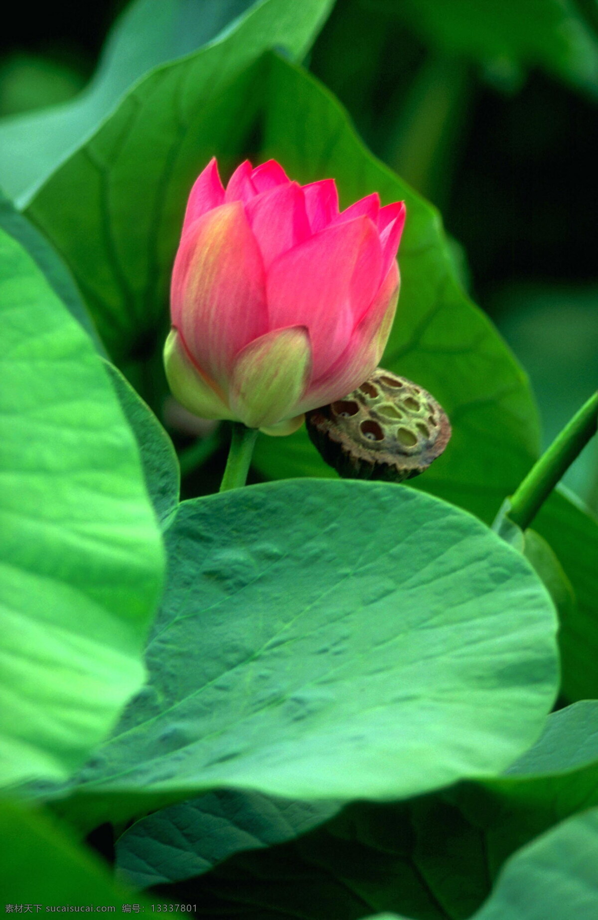 荷花 绿叶 背景 风景 荷叶 花卉 摄影图库 田园风光 叶子 植物 荷花绿叶 自然景观 生活 旅游餐饮