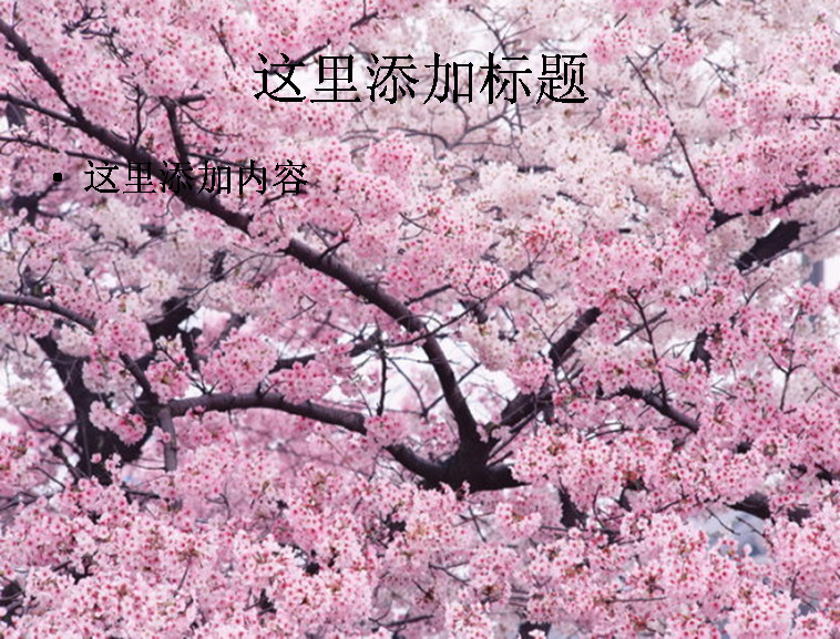 樱花树高清 风景 自然风景 模板 范文