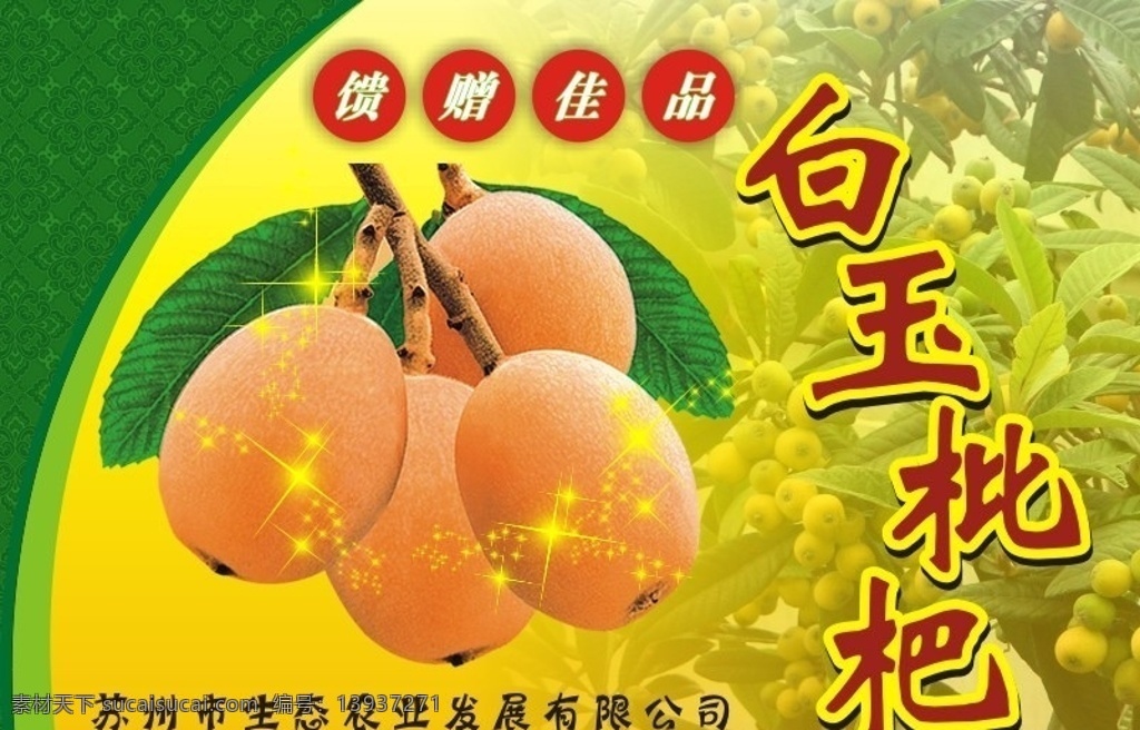 枇杷包装 枇杷 馈赠佳品 农业生态 白玉 水果 矢量