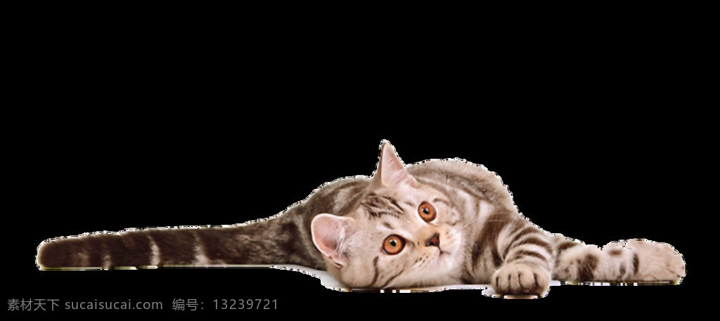 躺 地上 小猫 免 抠 透明 躺地上的小猫 可爱 小 猫咪 可爱躺着的猫 小猫图片高清 小猫海报素材 猫咪素材