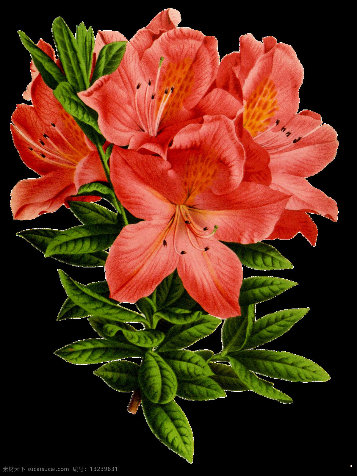 水红 玫瑰 卡通 透明 花朵 植物 透明素材 免扣素材 装饰图案