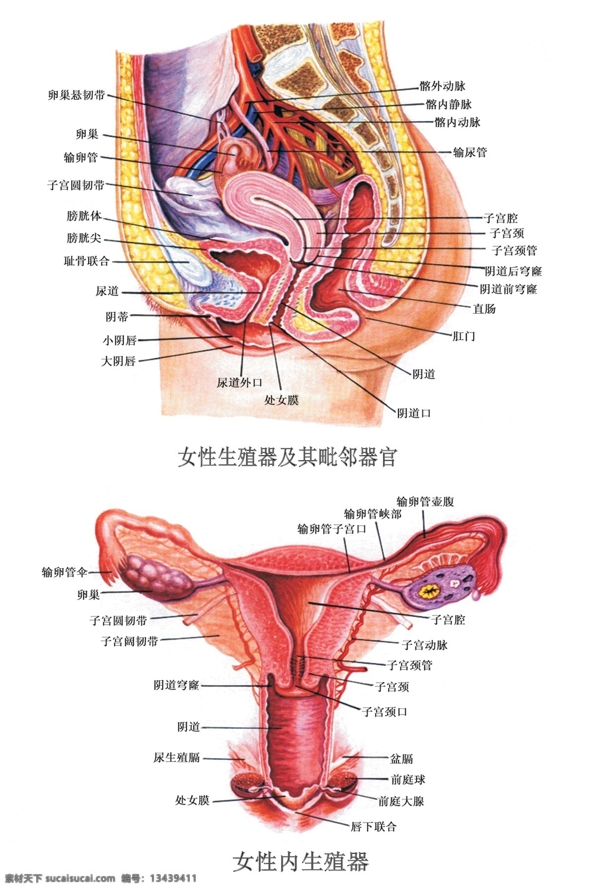 妇科 女性 生殖器 解剖 医院展板 医院宣传栏 女生殖器解剖 内生殖器解剖 女内生殖器 毗邻器官