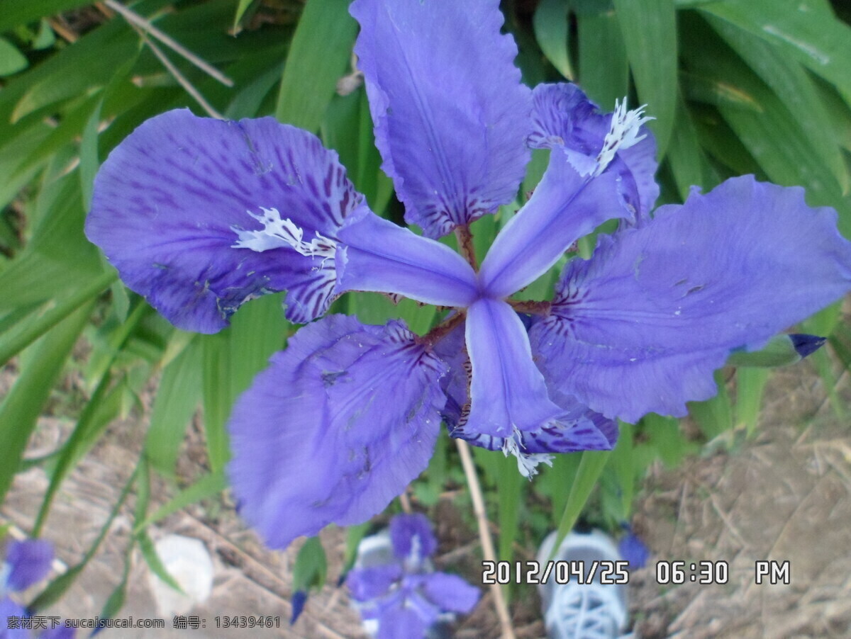 马兰花 园林 花卉 盆景 风景 植物 花木 花草 生物世界