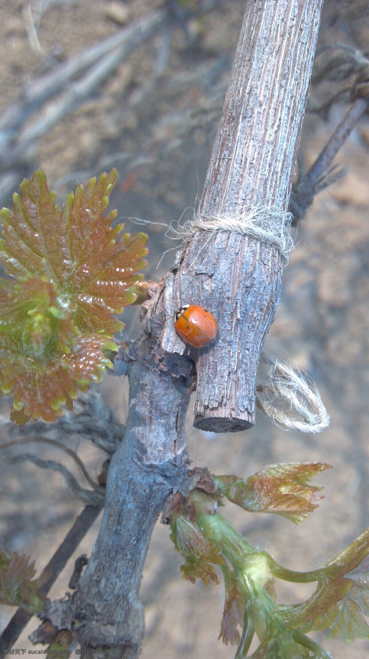 瓢虫 虫子 昆虫 葡萄 葡萄叶 生物世界 美丽的昆虫 葡萄地