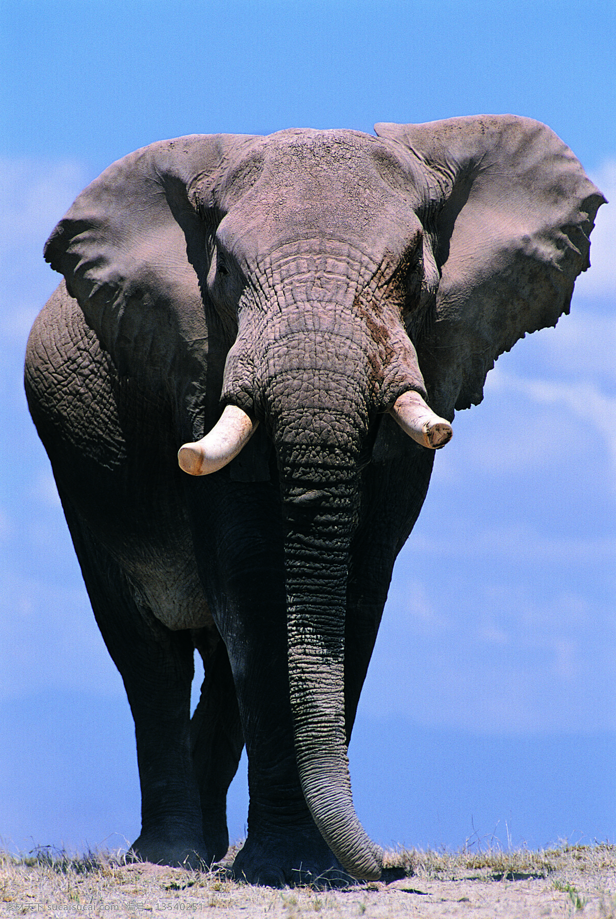 非洲草原象 野生动物 非洲 雄壮 巨大 威武 生物世界