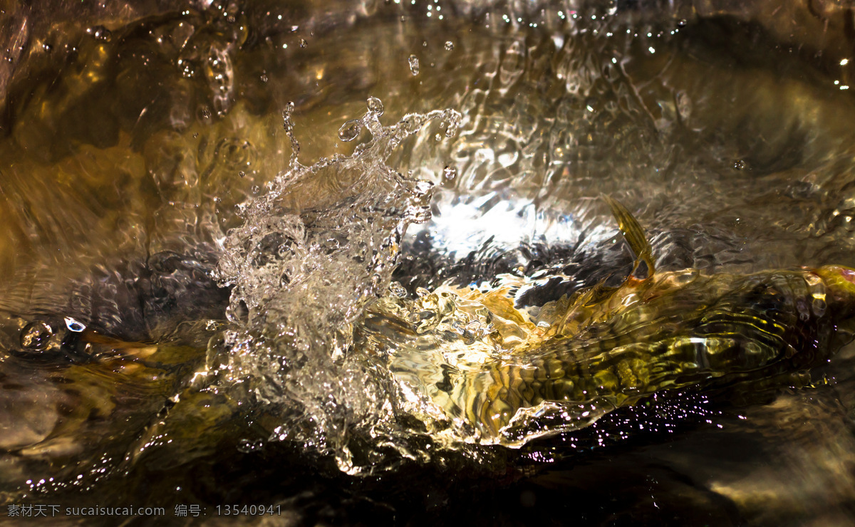 魚 贯 水 溅 花 玻璃质感 鲤鱼 生物世界 水花 鱼类 魚贯水溅花 跃入水池瞬间 美丽光泽